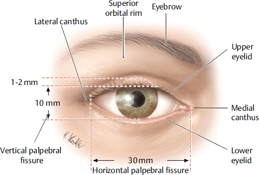 <p>the lateral corner of the eye where the upper and lower eyelids meet; provides structural support for the lower eyelid, preventing its displacement and contributing to the overall contour and health of the eye.</p>