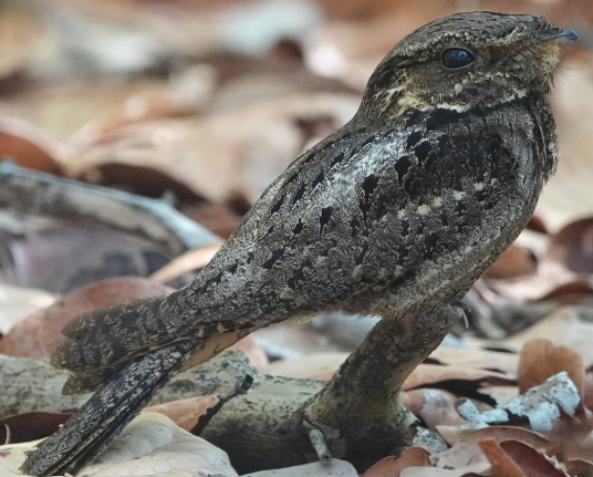 <p>What bird is this? </p>