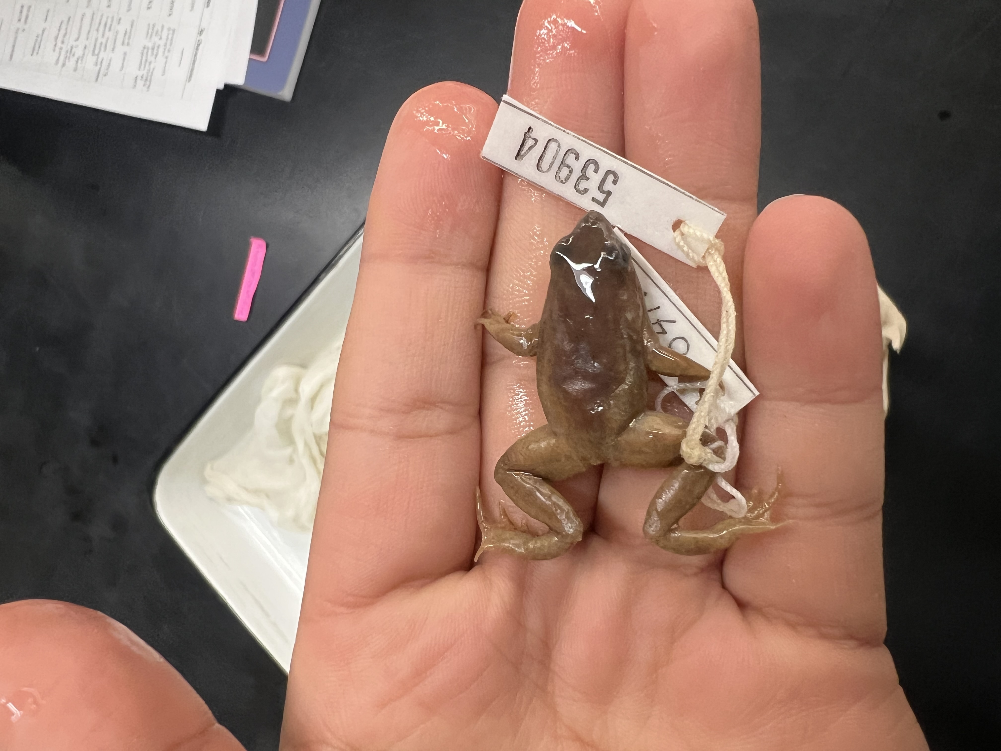 <p>What’s the <strong>common</strong> name?</p>