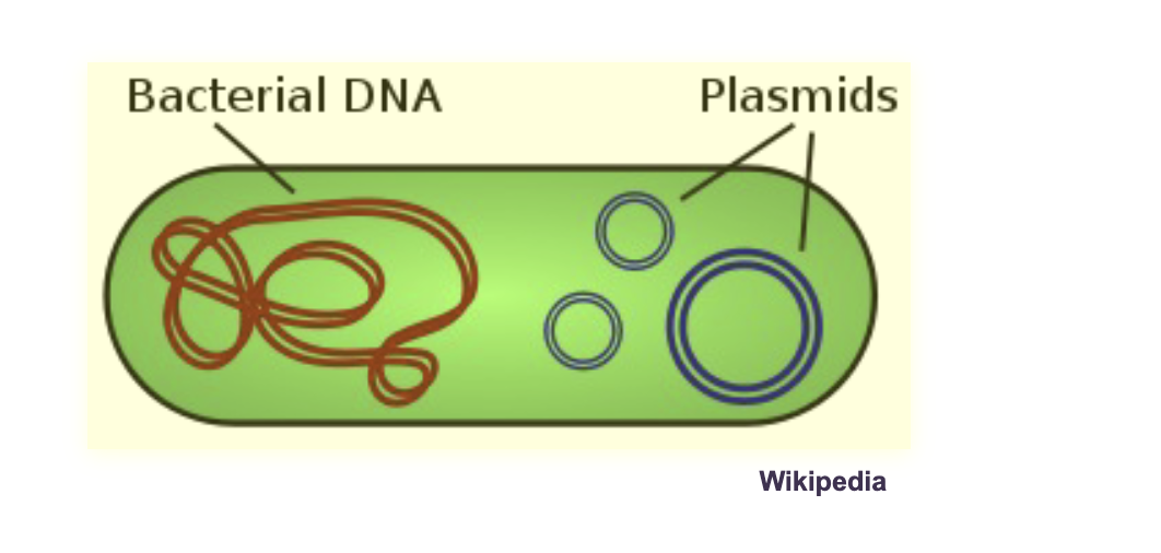<p>DNA organization is PROKARYOTES:</p><p>Prokaryotes also have other small independent double-stranded circular DNA molecules called PLASMIDS&nbsp;</p>