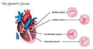 <p>“Lub” - Caused by closure of mitral and tricuspid valves </p><p>“Dub” - Caused by closure of aortic and pulmonary valves</p>