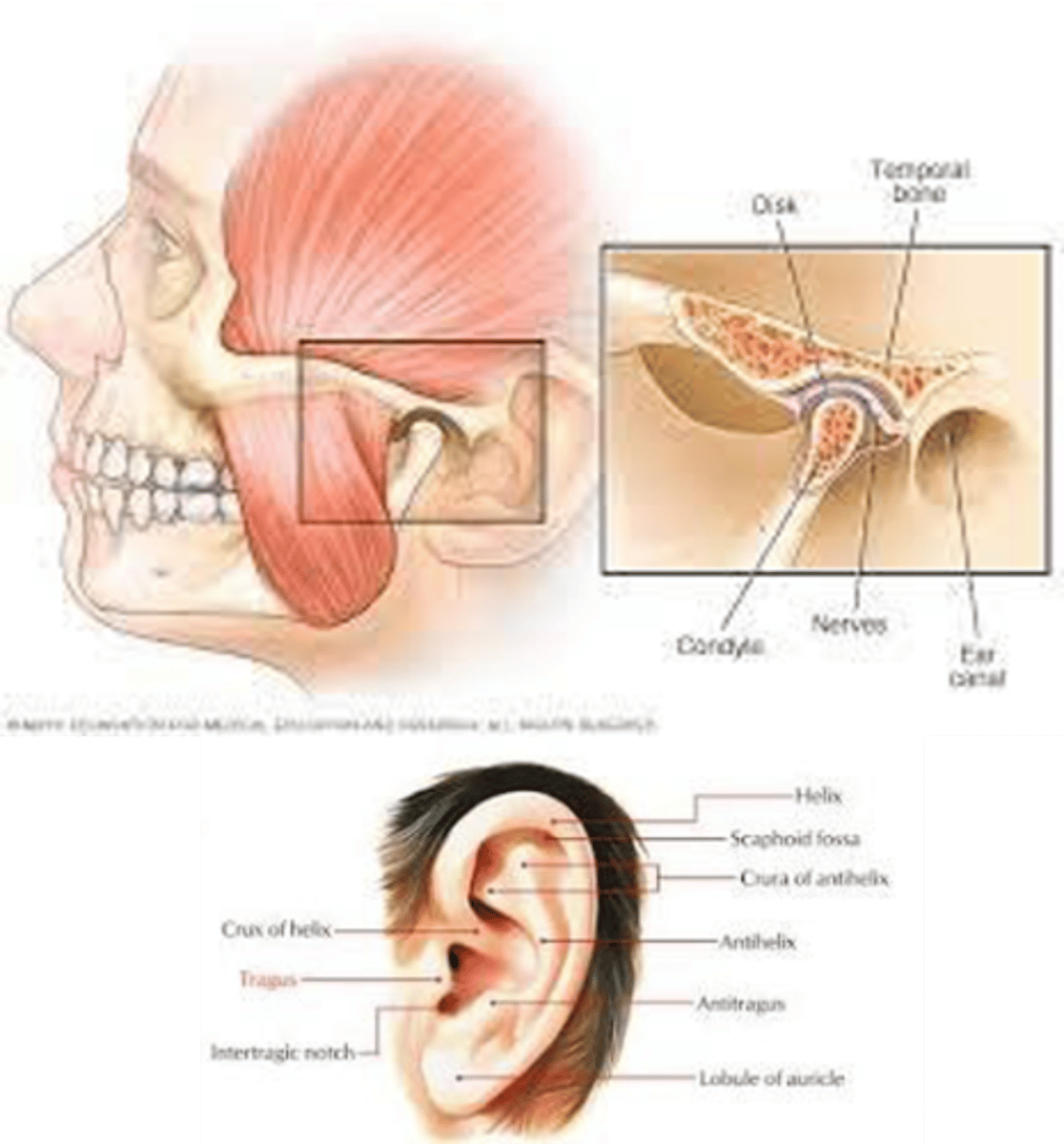 <p>When looking at TMJ, what are you doing?</p>