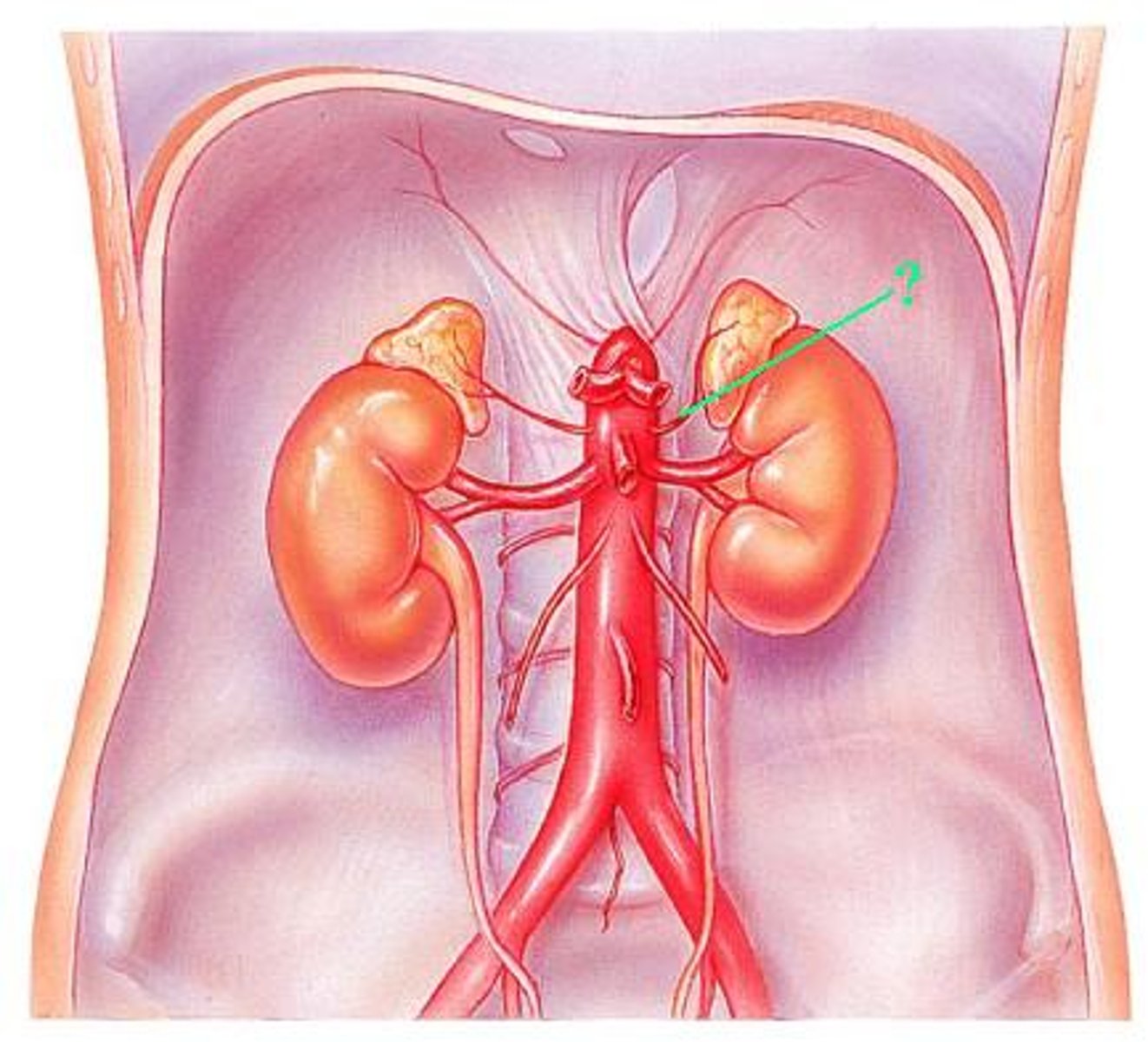 <p>Identify the indicated blood vessel.</p>