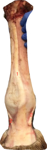 dorsal view- what is at 1?