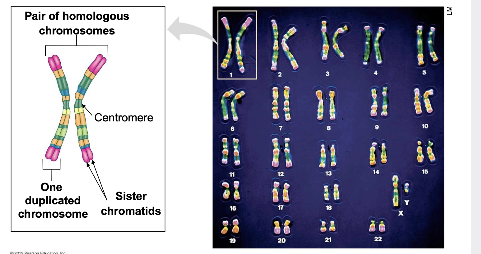 <p>How many pairs  of human chromosomes? and description</p>