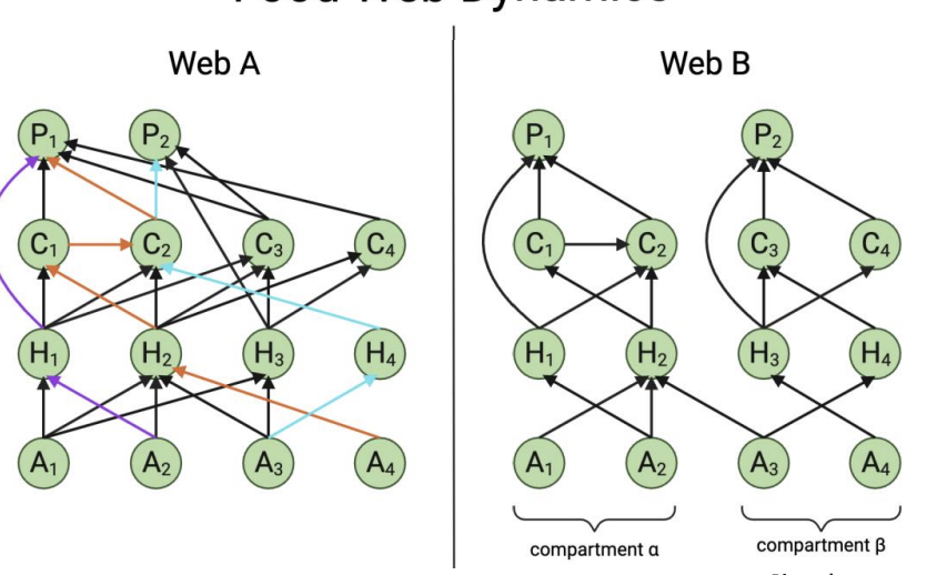<p>Connectivity and diversity in a food web influence ecosystem stability and resilience.</p><p></p><p>• Web A shows a complex, integrated food web, typical of stable ecosystems with high biodiversity.<br>• Web B shows a simplified, compartmentalized system, where interactions are more isolated.</p>