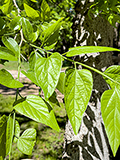 <p>Texas Sugarberry </p>
