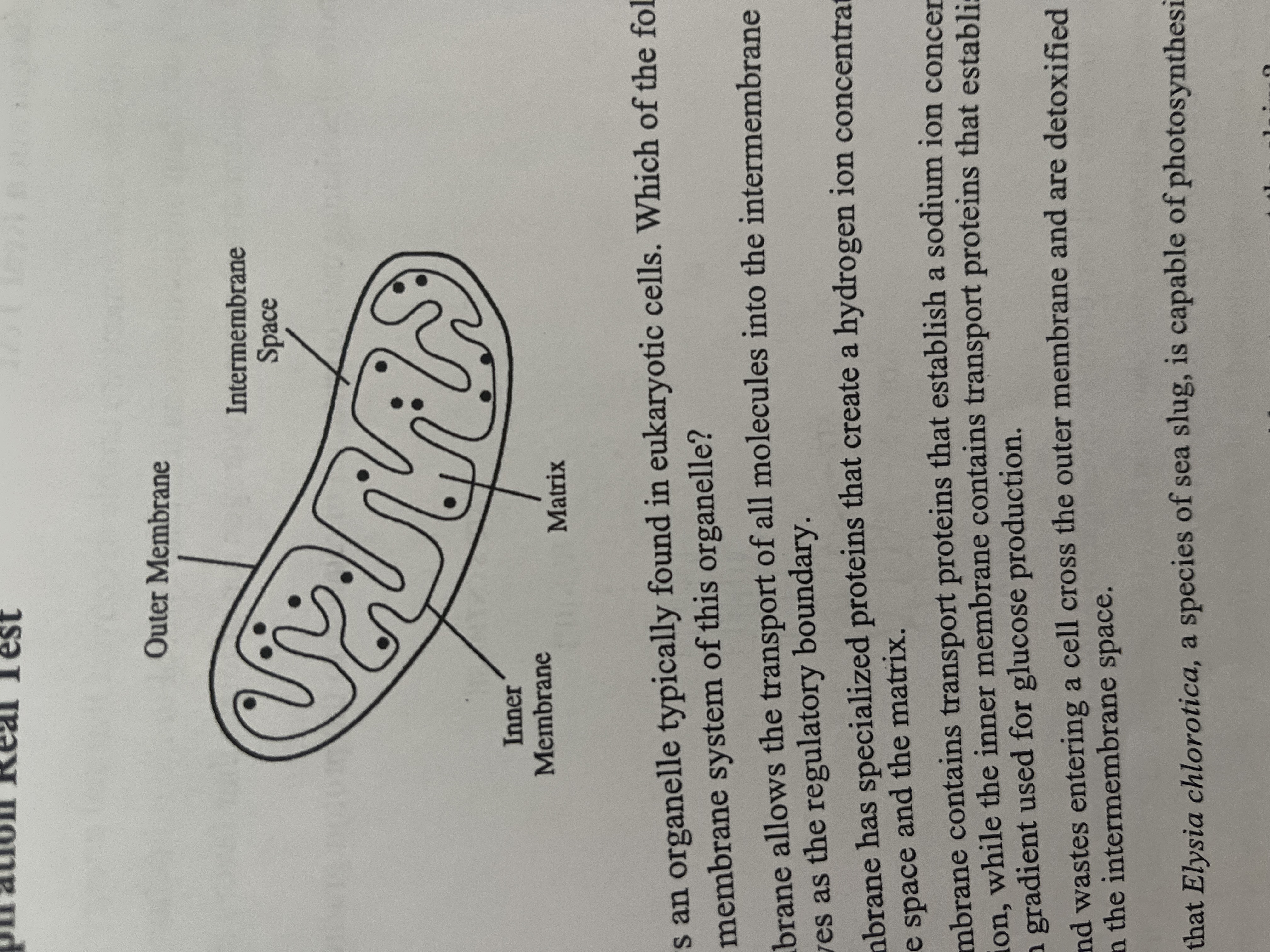 <p><span>The figure above shows an organelle typically found in eukaryotic cells. Which of the following best describes the function of the double membrane system of this organelle?</span></p>