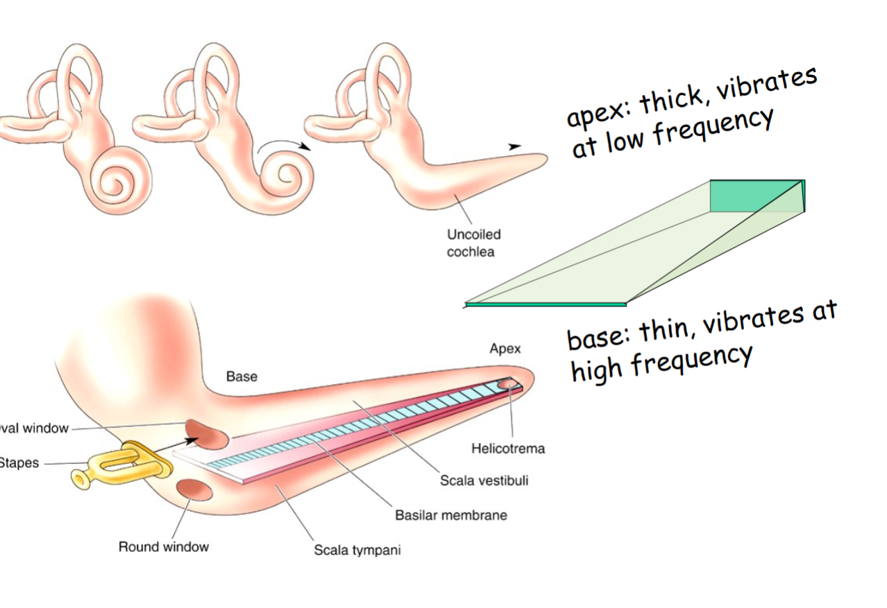 <p>Transduction of sound frequency into spatial location</p><p>In cochlea, the apex is thick and responds to low freq</p><p>base is thin and responds to high freq</p>