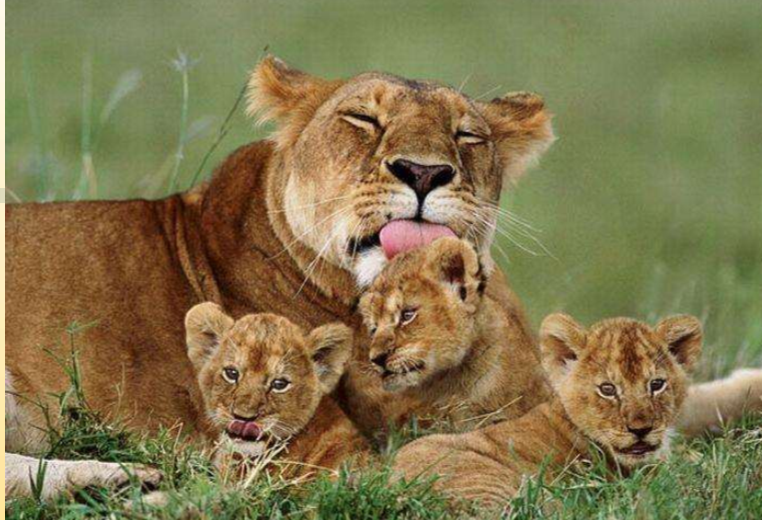 lion cubs have the same color fur as their mother
