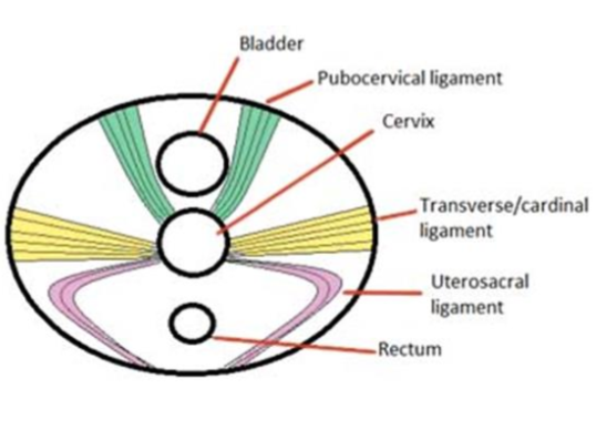 <p>If these ligaments are disrupted (e.g. during childbirth/trauma) what can happen to the uterus, bladder &amp; rectum</p>