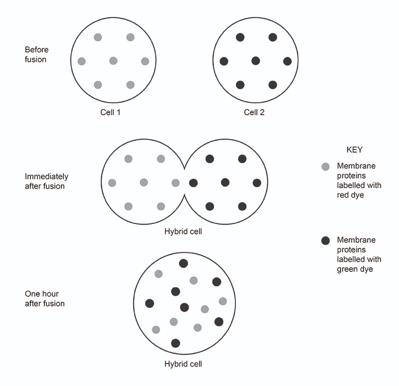 <p>They disperse evenly across the membrane. </p>