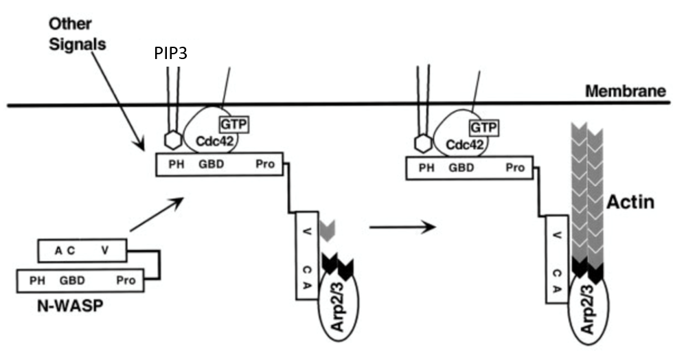 __lamellipodia__: broad extension containing branched actin

* **Rac1** (GTPase) binds to membrane
* activates **Arp 2/3** (**branching actin**)

\
__filopedia__: long thin projections of bundled actin

* **Cdc42** (GTPase) binds **PIP3** and recruits **N-WASP**
* N-WASP **unfolds** and forms **90 degree** angle ro membrane
* N-WASP binds **Arp 2/3**
* **actin polymerizes perpendicular** to membrane, making “spikes”