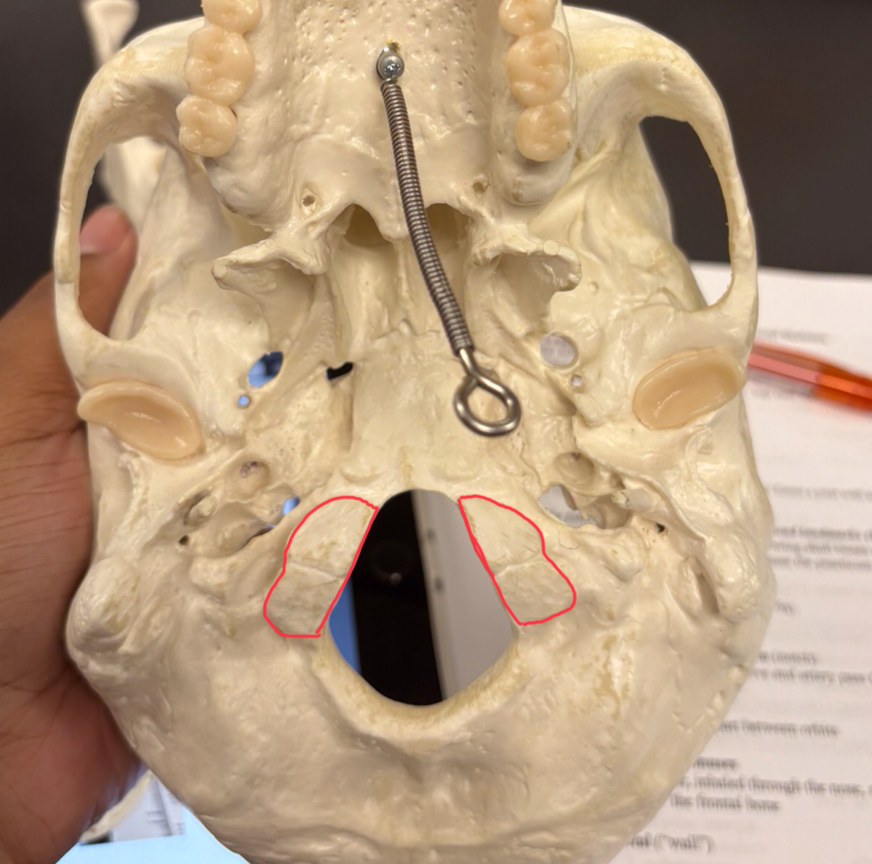 <p>allows you to nod head yes </p>