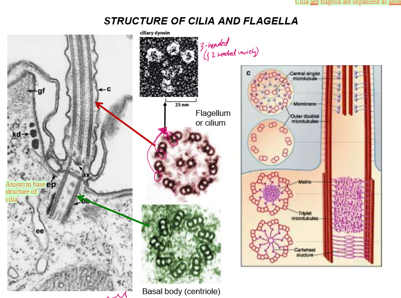 <p>axoneme are at the base structure of cilia, which are then extended to form the cilia. They and flagella are organized similarly</p><ul><li><p>Flagella and cilia are organized into doublets with 2 singlet MTs in the middle. On their outsides sit dynein.</p></li><li><p>Mother centrioles act as the basal bodies of cilia and flagella.</p></li></ul><p></p>