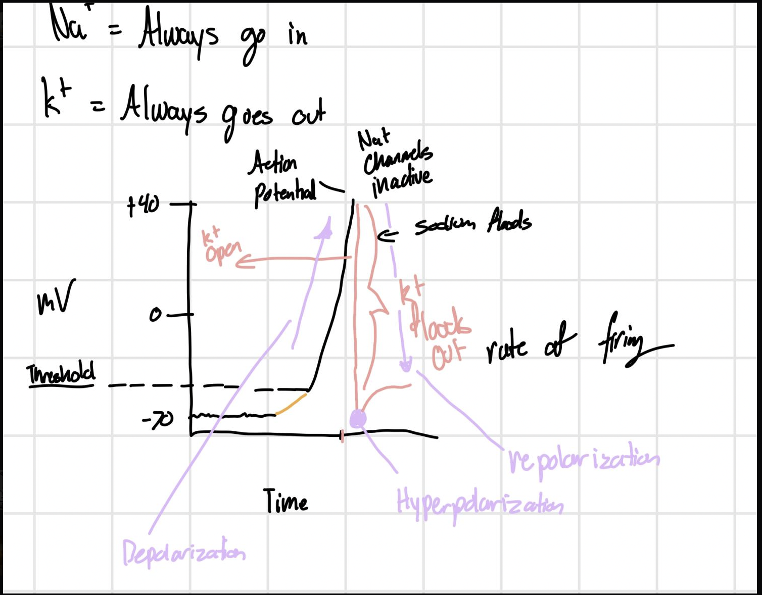 * this occurs when a cell is depolarized to threshold 
* the opening of sodium channels and potassium channels in the neural membrane accounts for the rise and fall 
* Na+= IN
* K+= OUT
* refractory periods limits a cells rate of firing 