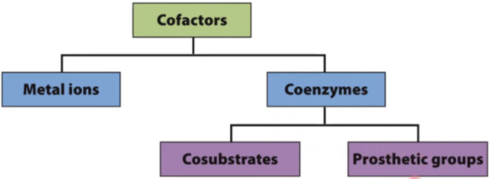 <p><strong><em>coenzyme</em></strong><em>:</em> a small organic molecule that is required for the catalytic activity of an enzyme<br><strong><em>cofactor</em></strong><em>:</em> a small organic molecule <em>(coenzyme) </em>or metal ion that is required for the catalytic activity of an enzyme<br><strong><em>prosthetic group</em></strong><em>:</em> an organic group (<em>like a coenzyme) </em>that is permanently associeated with a protein</p>