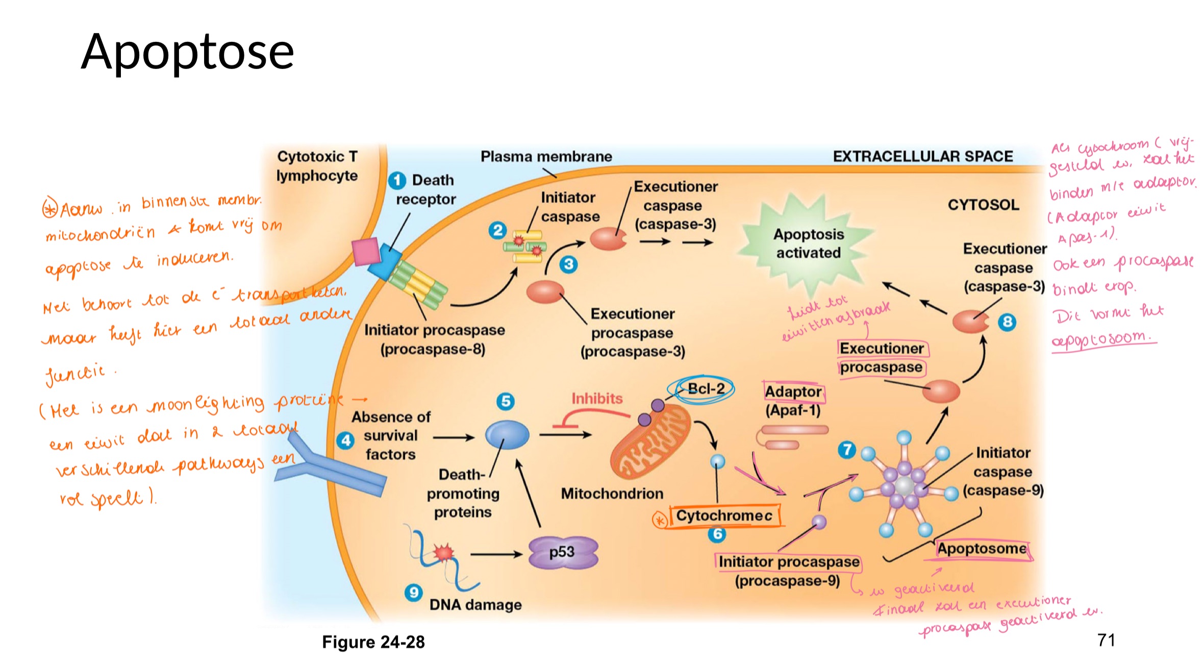 <p>cytochroom C is aanwezig in de binnenste mitochondriale membraan en komt vrij om apoptose te induceren.</p><p>Het behoort tot de elektronentransportketen, maar heeft hier een totaal andere functie.</p><p>Het is een moonlighting proteïne → een eiwit dat in 2 totaal verschillende pathways een rol speelt.</p><p>Als cytochroom c vrijgesteld wordt zal het binden met een adaptor (adaptor eiwit apaf1), ook een initiator procaspase bindt erop en zo wordt een apoptosoom gevormd.</p><p>Het apoptosoom wordt geactiveerd en finaal zal ook een executioner procspase geacriveerd worden.</p>