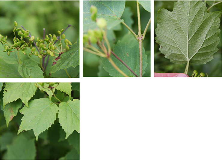 <p>Maple-Leaved Viburnum</p>