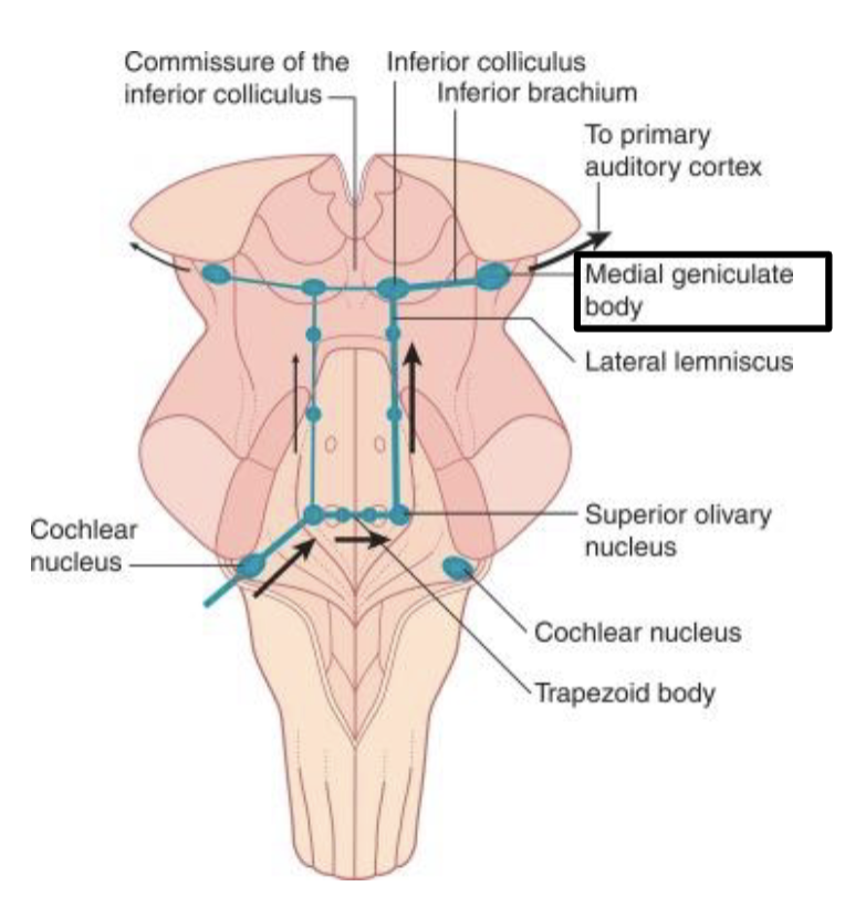 <p>thalamus</p>
