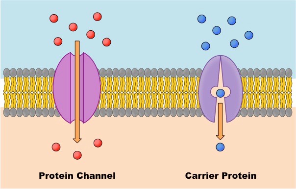<p>Molecules diffuse across the plasma membrane with assistance from membrane proteins such as channels and carriers - <span>movement of large or charged molecules via membrane proteins eg: ions, sucrose etc</span></p>