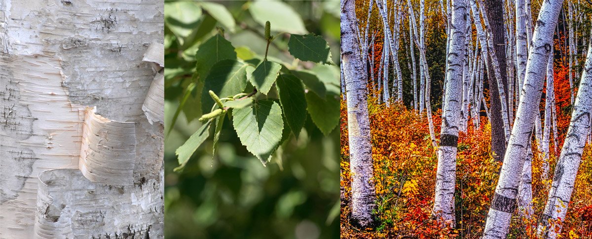 <p>Bark is white and papery with black stomatal lines, often multi-stemmed, foliage is simple with serrated margins, male pre-formed pendulous catkins at the ends of twigs, female catkins become long clusters of samaras</p>