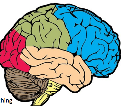 <p>name all the lobes of the brain in photo (even brown thing)</p>