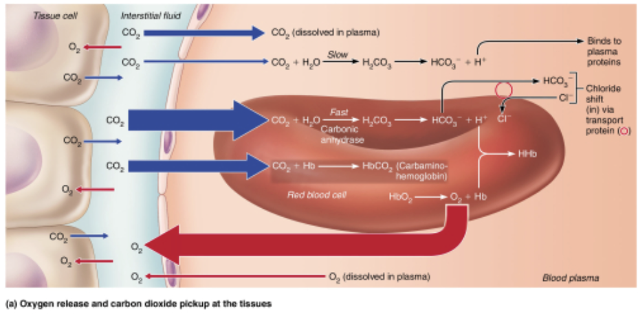 <p><strong>Which of the following best describes the chloride shift as seen in the figure?     </strong></p>