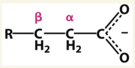 <p>β-carbon (3rd C)</p>