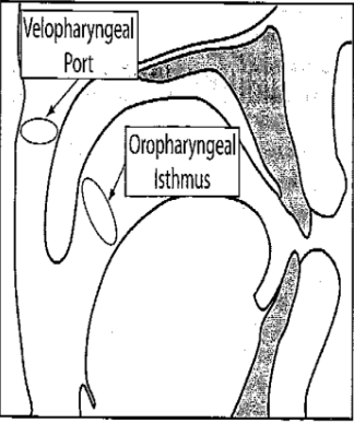 <p>Connection to oropharynx is achieved by <strong>lowering the velum</strong> -&gt; this process opens the <strong>velopharyngeal port</strong> (VPP)</p>