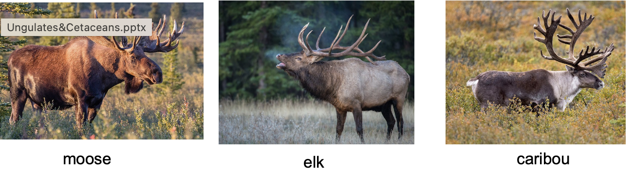 <p>Order? Family? </p>