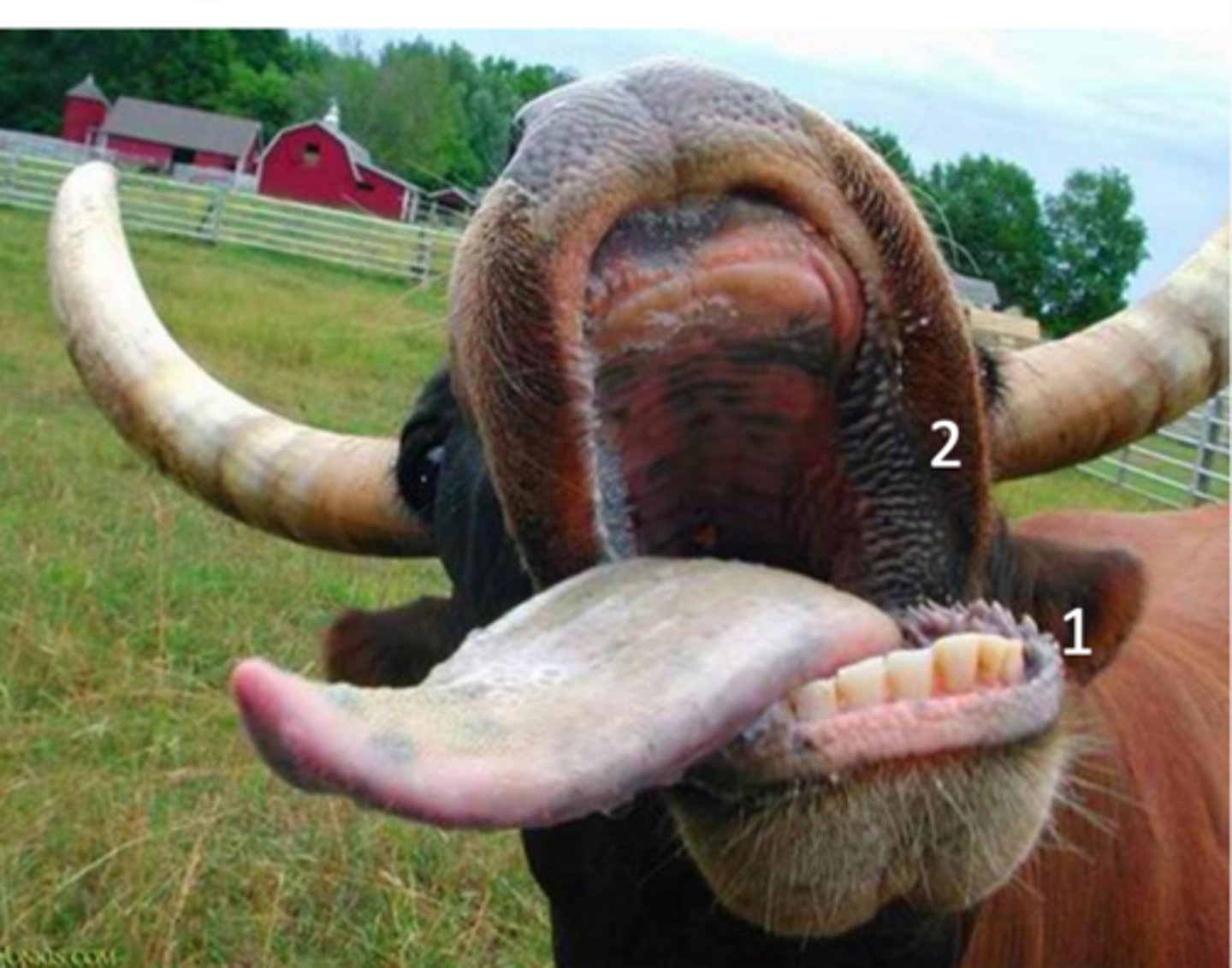 <p>what is labeled (1) within the labial vestibule</p>