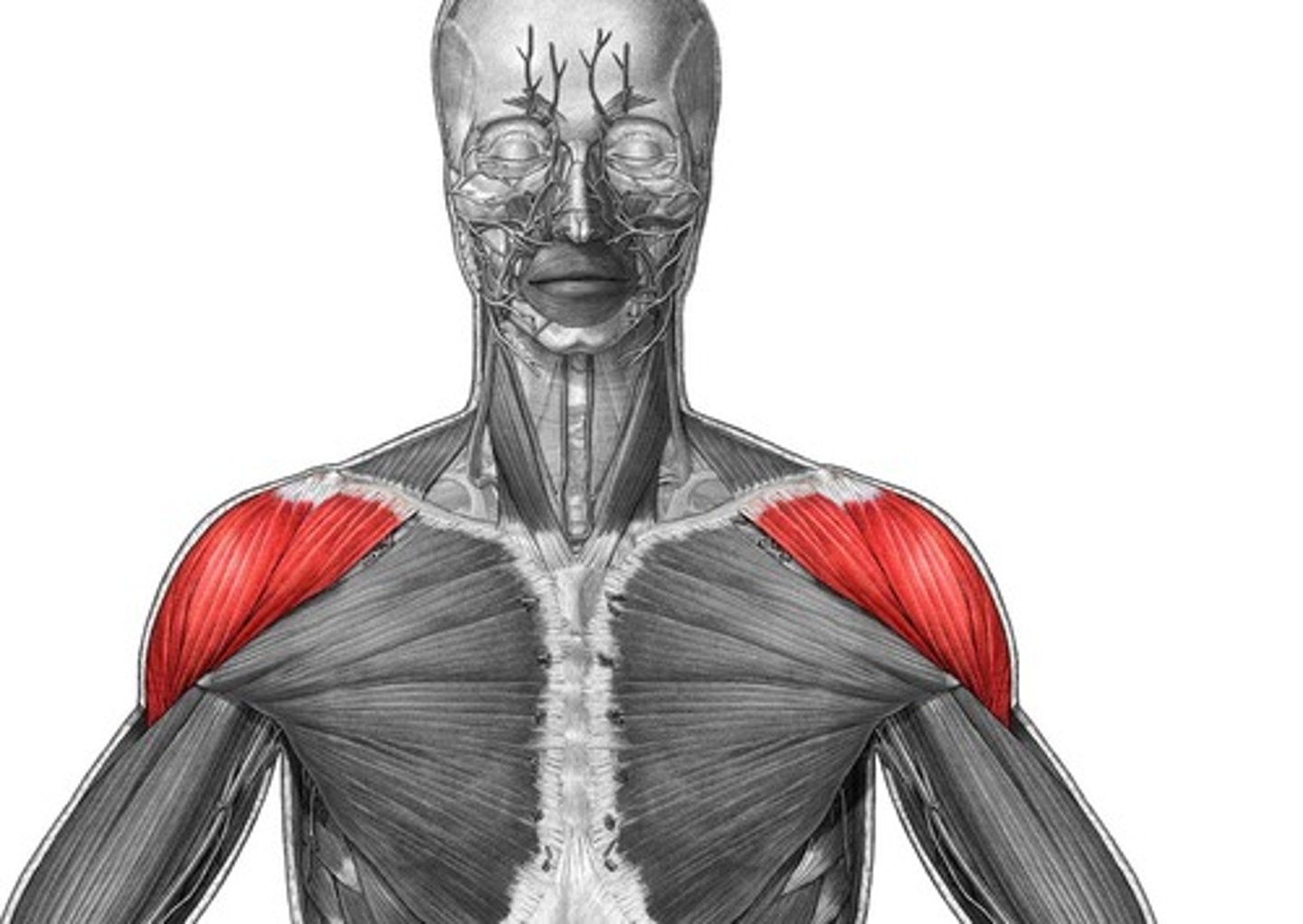 <p>O: Clavicle, scapula</p><p>I: Deltoid tuberosity</p><p>A: Abduction, flexion, extension, lateral/med. rotation</p>
