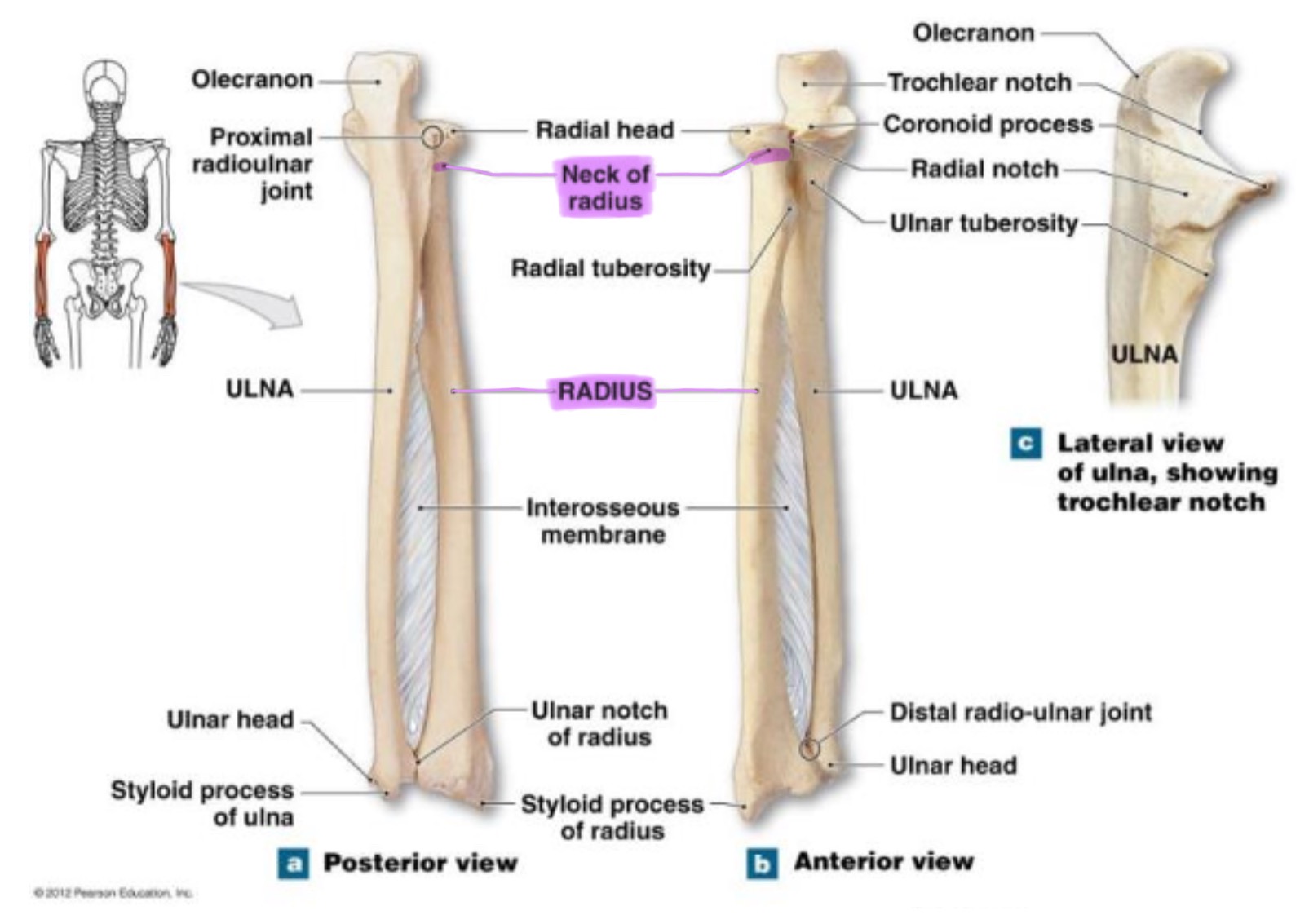 <p>narrow region just below the head; supports the head & serves as a passage for ligaments & muscle attachments</p>