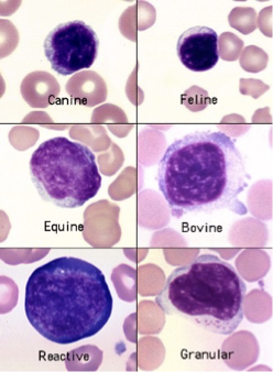 <p>What cell is this?</p>
