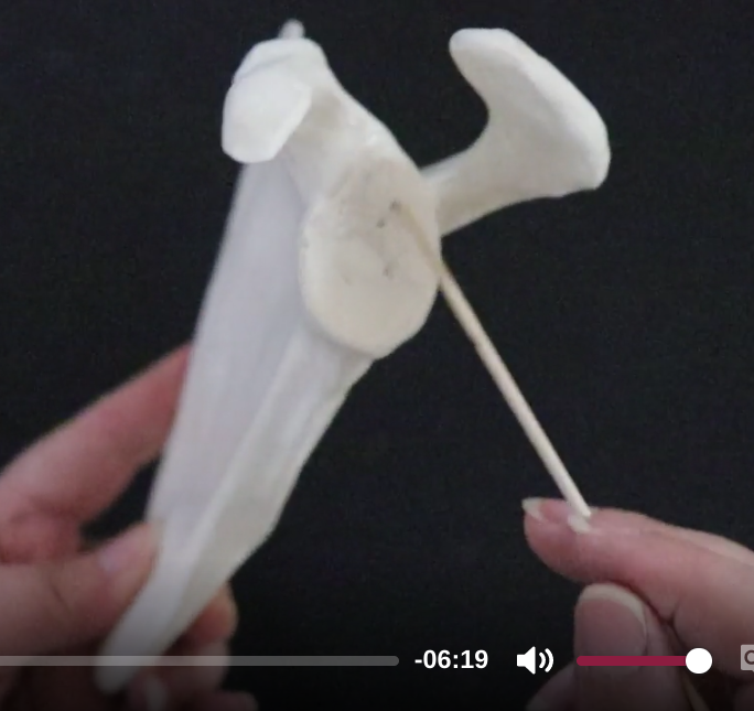 <p>head of humerus fits perfectly into cavity</p><p></p><p>a depression on the scapula where the head of the humerus articulates to form a ball and socket joint</p>