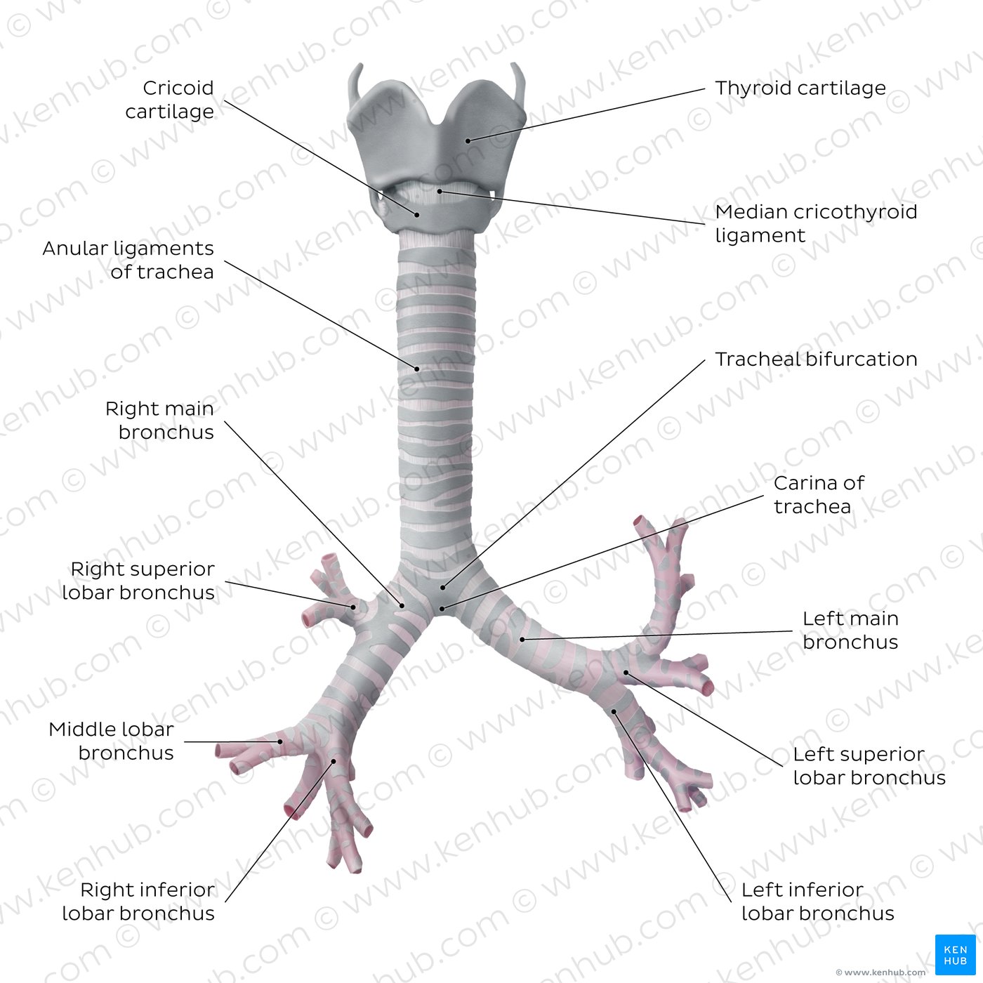<p>tubelike structure, also known as the windpipe</p>