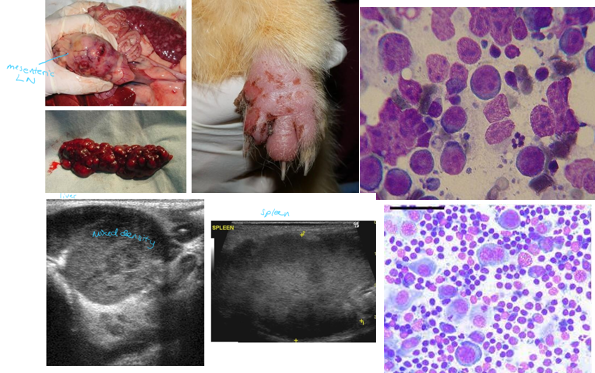 <p>Common</p><p>Types - T cell, B cell, Cutaneous epitheliotropic, gastric</p><p>Diagnosis - anaemia, hy<span>poalbuminemia, hyperproteinaemia, hyperglobulinemia, ultrasound, cytology, biopsy</span></p><p><span>Treatment - chemotherapy (modified COP, CHOP, L-asparaginase), prednisolone, radioation</span></p>