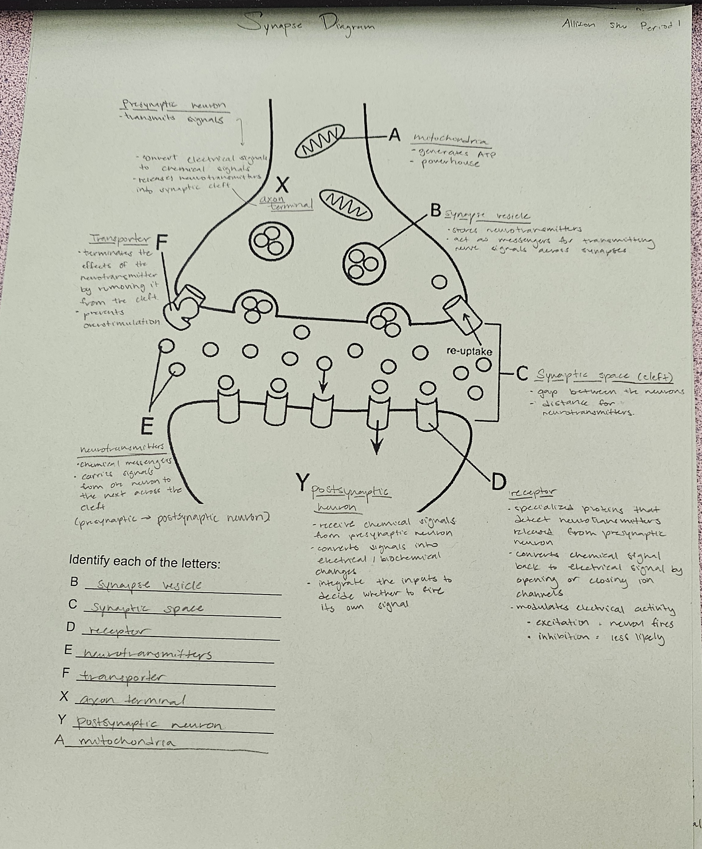 <ul><li><p>presynaptic neuron: synapses have a neuron that is sending a signal (transmits signals)</p></li><li><p>postsynaptic neuron: neuron recieves the signal</p></li><li><p>axon terminal:</p><ul><li><p>converts electrical signals to chemical signals</p></li><li><p>releases neurotransmitters into synaptic cleft</p></li></ul></li></ul><p></p>