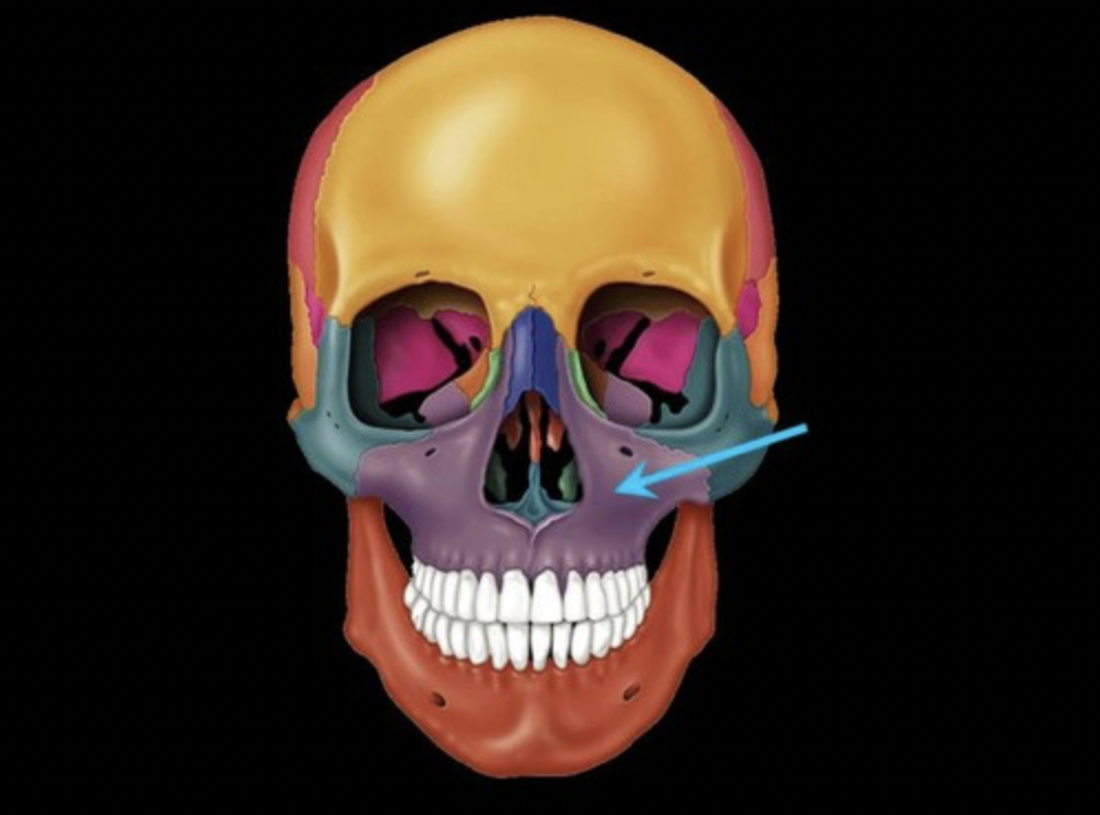 <p>the two fused bones forming the upper jaw</p>