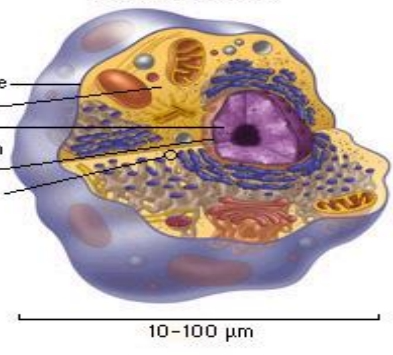 <p> have diameters ranging from <strong>10 to 100 µm</strong></p>