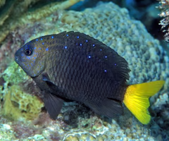 <p><span><span>juvenile or adult?</span></span></p>