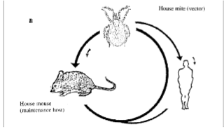 <ul><li><p>transmitted by a mouse mite</p></li><li><p> papulovesicular rash, often preceded by an eschar (thick crust) at the site of the mite bite.</p></li><li><p> fever, malaise, and headache</p></li><li><p> rash</p></li><li><p> mild disease, usually not fatal.</p></li></ul><p></p>