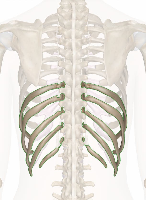 <ul><li><p>ribs that DO NOT connect directly to STERNUM </p></li><li><p>located BELOW sternum</p></li></ul><p></p>