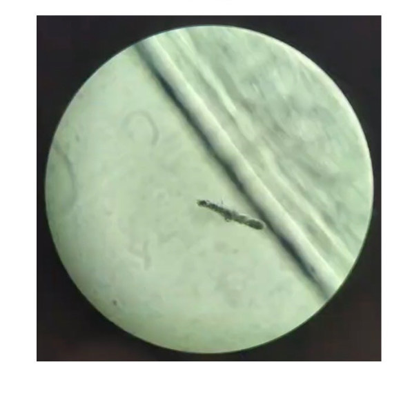 <p>What is the organism and is it prokaryotic or eukaryotic?</p>