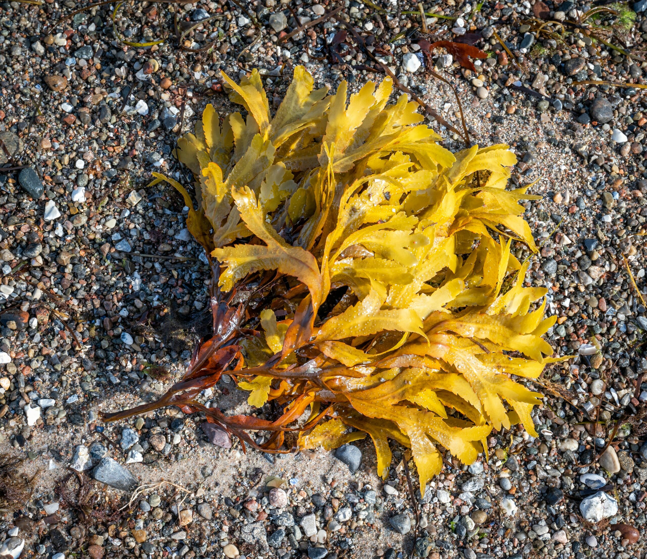 <p>brownish yellow or brownish green</p>