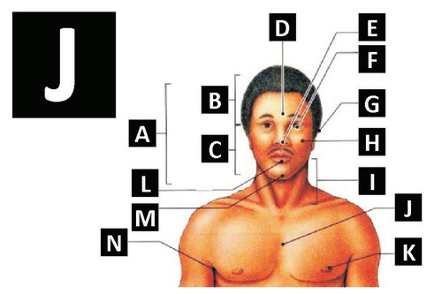 <p>thorax or chest</p>
