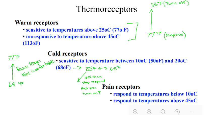 <p>Warm receptors are sensitive to what temperatures and unresponsive to what temperatures?</p>