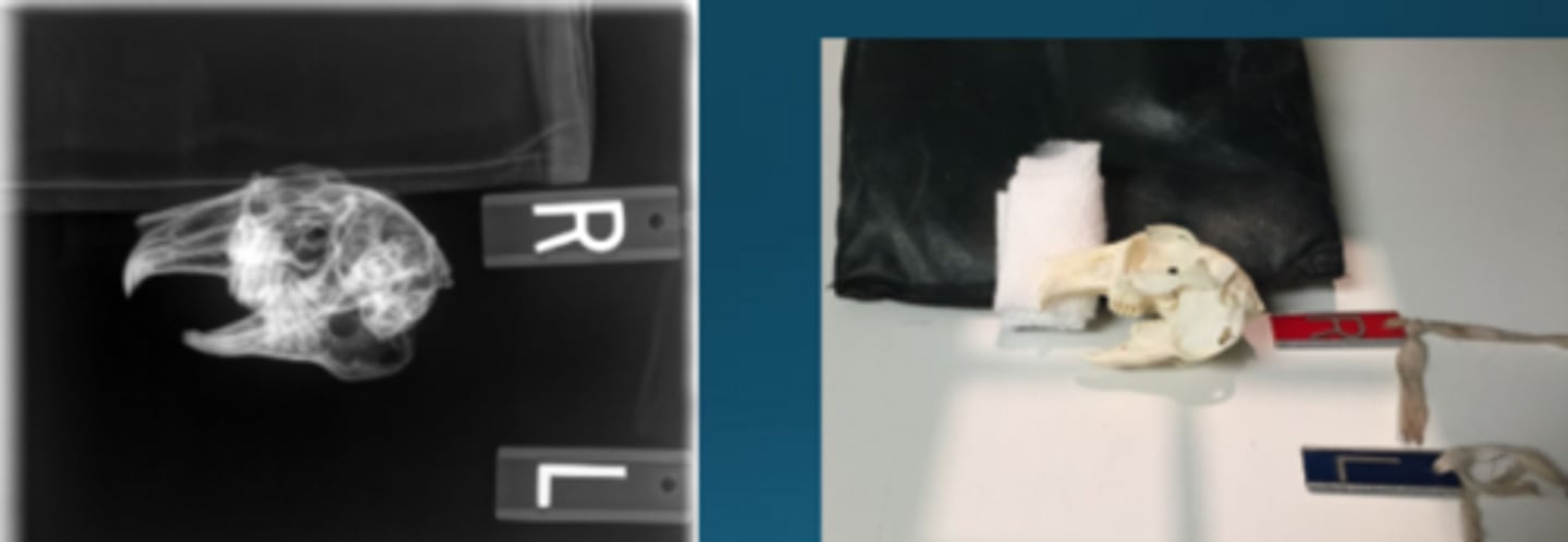 <p>What radiographic view it this to image rabbits?</p>