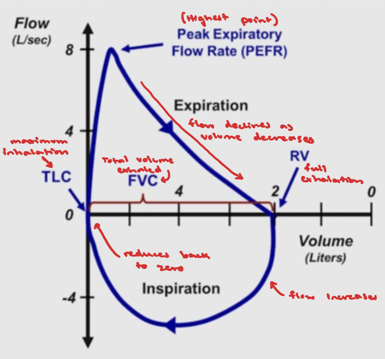 <p>Expiration is above horizontal axis, inhalation under axis</p><p>Expiration - starts at total lung capacity → reaches peak expiratory flow → after PEF, flow declines as lung volume decreases → ends at residual volume </p><p>Inspiration - starts at RV → airflow increases until reaches TLC → flow reduces back to 0 </p>